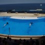 Dolphinarium, Malta, 2010 (BFF)